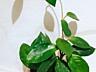 Продам комнатные растения
