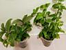 Продам комнатные растения