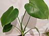 Продам комнатные растения