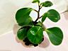 Продам комнатные растения