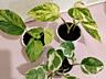 Продам комнатные растения