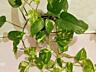 Продам комнатные растения