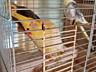 Продам попугаев