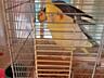 Продам попугаев