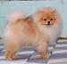 Померанский шпиц!