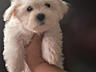 Продаются Щенки мальтийской болонки! С прививками и документами!