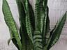 Продам шикарные сансевьерии