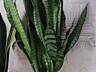 Продам шикарные сансевьерии