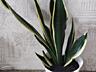 Продам шикарные сансевьерии