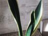 Продам шикарные сансевьерии
