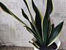 Продам шикарные сансевьерии