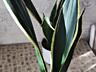 Продам шикарные сансевьерии