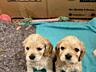 Продам щенков Американского кокер-спаниеля