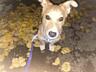 Щенок 5 месяцев ищет семью Если нужно сами привезем