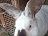 Продаются кролики мясных пород, беременные самочки