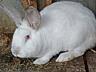 Продаются кролики мясных пород, беременные самочки