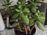 Продаю комнатные растения денежное дерево, кактусы и другие 40 руб.
