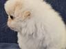 Продам королевских пекинесов.
