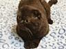 Продажа! Молодой чистокровный шотландский котик Scottish fold!