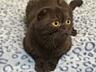 Продажа! Молодой чистокровный шотландский котик Scottish fold!