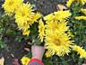 Продам хризантемы, книфофофия, ромашки.