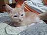 Отдам в хорошие руки рыженького котенка девочку