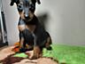 Продаются клубные щенки мини-добермана цвергпинчер