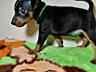 Продаются клубные щенки мини-добермана цвергпинчер