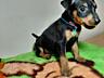 Продаются клубные щенки мини-добермана цвергпинчер