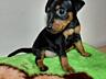 Продаются клубные щенки мини-добермана цвергпинчер