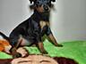 Продаются клубные щенки мини-добермана цвергпинчер
