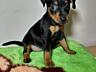 Продаются клубные щенки мини-добермана цвергпинчер