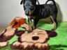 Продаются клубные щенки мини-добермана цвергпинчер