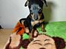 Продаются клубные щенки мини-добермана цвергпинчер