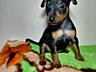 Продаются клубные щенки мини-добермана цвергпинчер