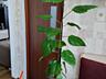 Продаю комнатные растения.