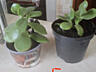 Продаю комнатные растения.