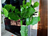 Продаю комнатные растения.