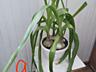 Продаю комнатные растения.
