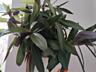 Продаю комнатные растения.