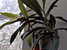 Продаю комнатные растения.