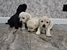 Щенки Лабрадора - Ретривера