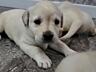 Щенки Лабрадора - Ретривера