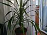 Продаю комнатные растения.