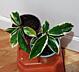 Продаем укоренённые черенки хойи более 20 сортов. Доставим.