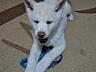Щенки Акита ину