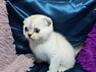 Продается шотландская кошечка