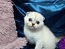 Продается шотландская кошечка