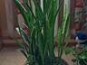 Пальма (молочай) фото 1. 10лет 8 кустов в горшке 400 лей
