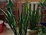Пальма (молочай) фото 1. 10лет 8 кустов в горшке 400 лей